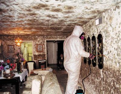 mold_removal.jpg